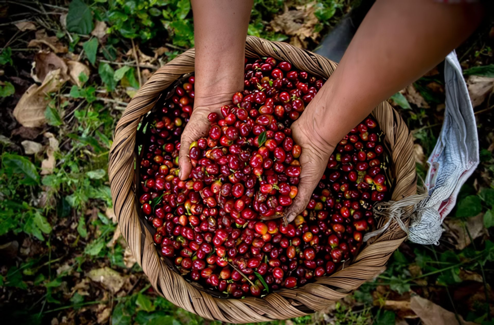 2. Harvesting