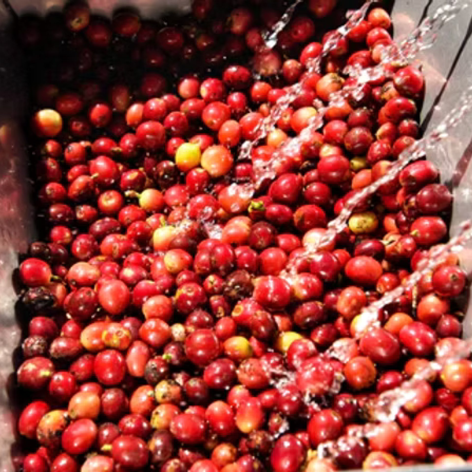 3. Washing and Fermenting