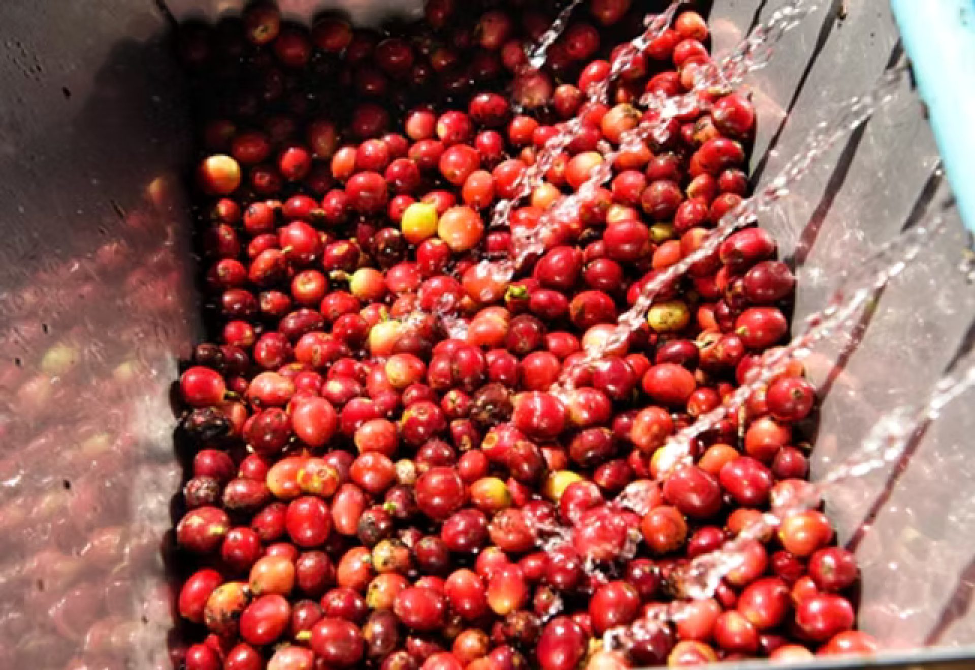 3. Washing and Fermenting