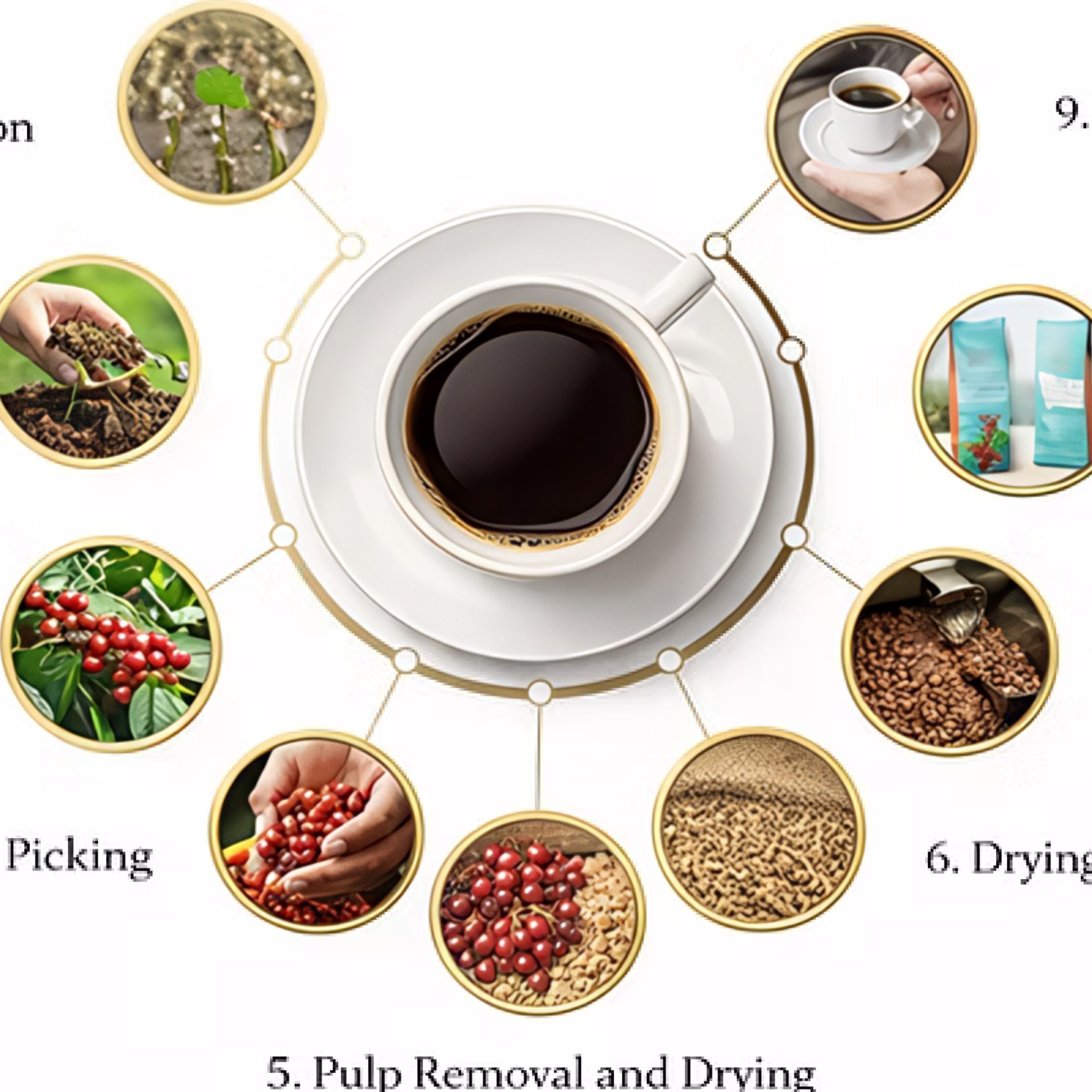 From Bean to Cup