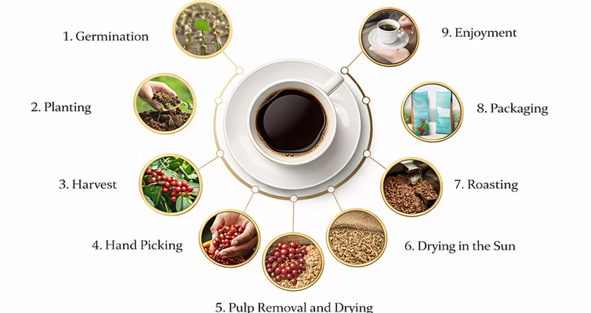 From Bean to Cup