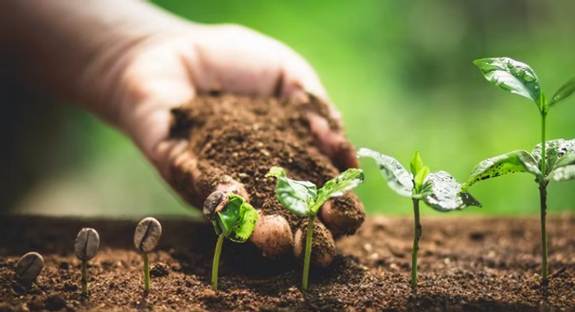 1. Planting