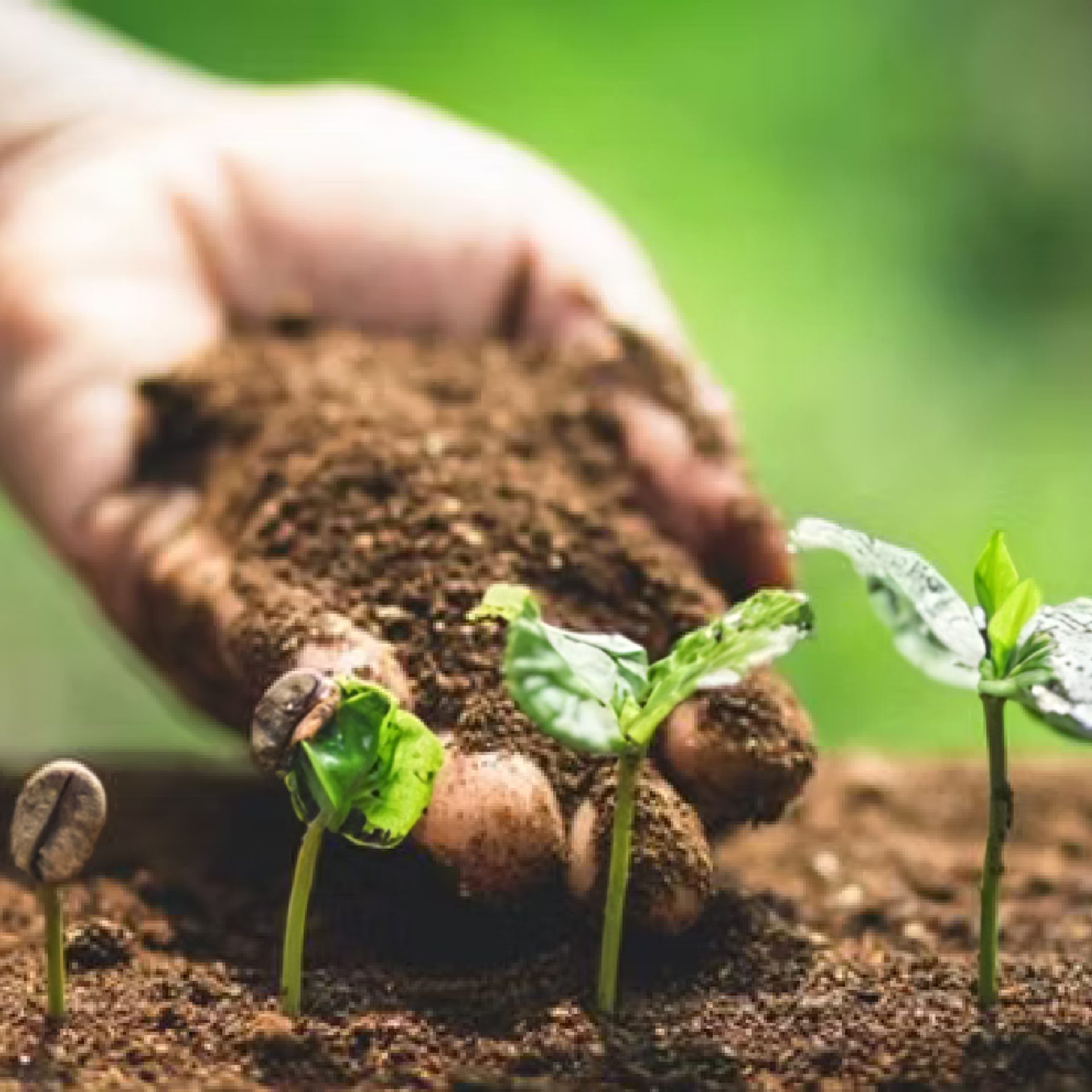 1. Planting